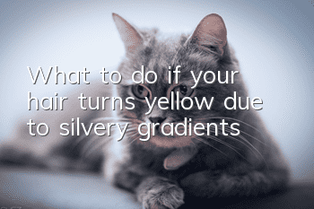 What to do if your hair turns yellow due to silvery gradients