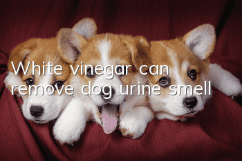 White vinegar can remove dog urine smell