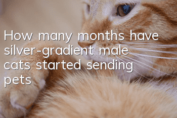 How many months have silver-gradient male cats started sending pets?