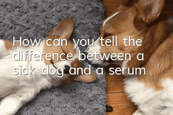 How can you tell the difference between a sick dog and a serum?