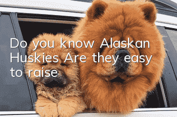 Do you know Alaskan Huskies? Are they easy to raise?
