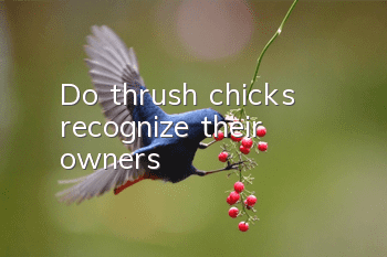 Do thrush chicks recognize their owners?