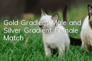 Gold Gradient Male and Silver Gradient Female Match