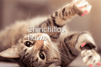 Chinchilla's flaws
