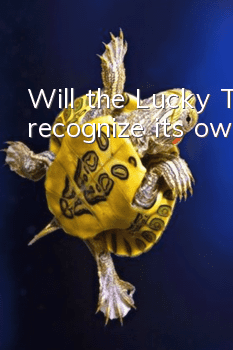 Will the Lucky Turtle recognize its owner?