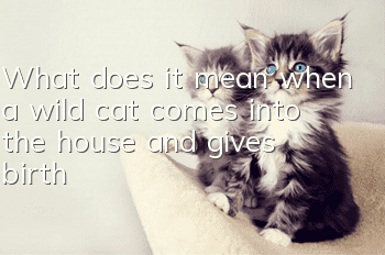 What does it mean when a wild cat comes into the house and gives birth?