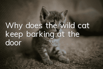Why does the wild cat keep barking at the door?