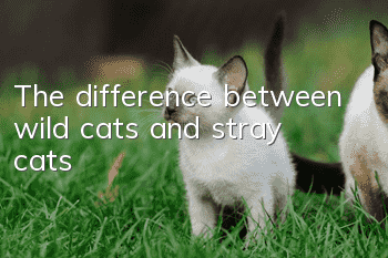 The difference between wild cats and stray cats