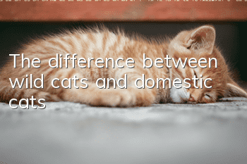 The difference between wild cats and domestic cats