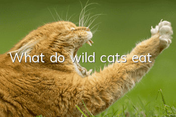 What do wild cats eat?