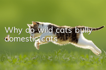 Why do wild cats bully domestic cats?