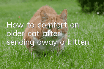 How to comfort an older cat after sending away a kitten
