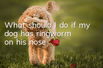 What should I do if my dog has ringworm on his nose?