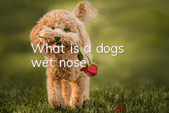 What is a dog's wet nose?