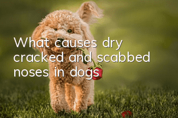 What causes dry, cracked and scabbed noses in dogs?