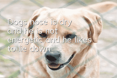 Dog's nose is dry and he is not energetic and he likes to lie down