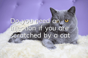 Do you need an injection if you are scratched by a cat?