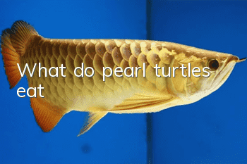 What do pearl turtles eat?