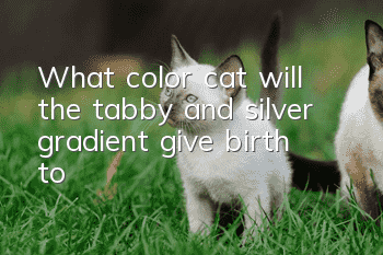 What color cat will the tabby and silver gradient give birth to?