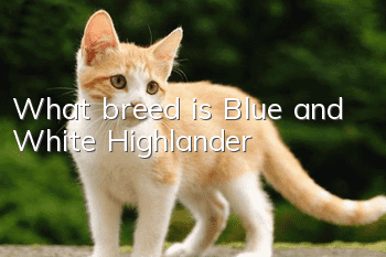 What breed is Blue and White Highlander?