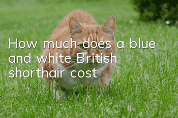How much does a blue and white British shorthair cost?