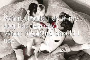 What should I do if my dog has leprosy? What medicine should I use?