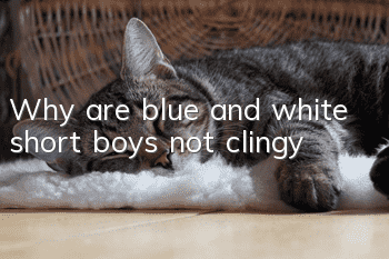 Why are blue and white short boys not clingy?