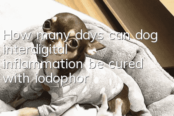 How many days can dog interdigital inflammation be cured with iodophor?