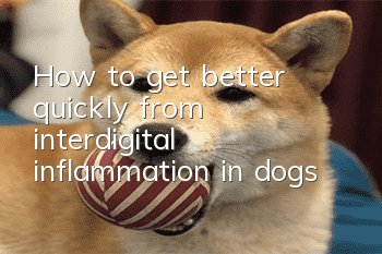 How to get better quickly from interdigital inflammation in dogs