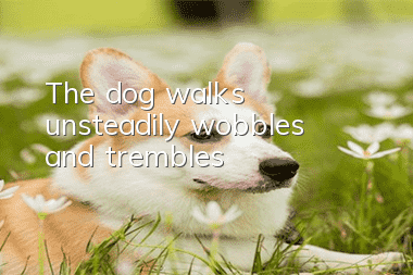The dog walks unsteadily, wobbles and trembles