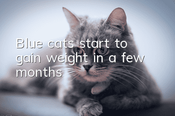 Blue cats start to gain weight in a few months