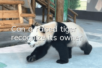 Can a raised tiger recognize its owner?