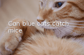 Can blue cats catch mice?