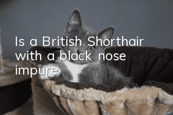 Is a British Shorthair with a black nose impure?
