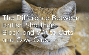 The Difference Between British Shorthair Black and White Cats and Cow Cats