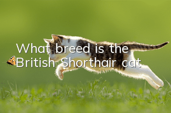 What breed is the British Shorthair cat?