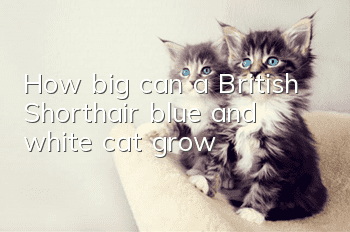 How big can a British Shorthair blue and white cat grow?