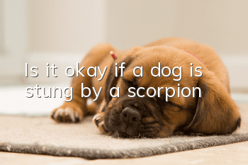 Is it okay if a dog is stung by a scorpion?