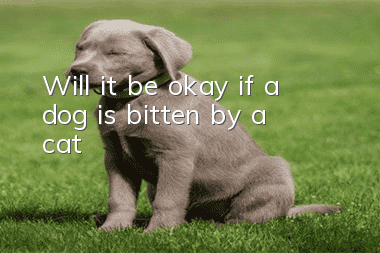Will it be okay if a dog is bitten by a cat?