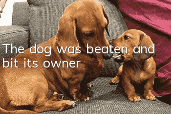 The dog was beaten and bit its owner