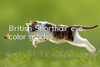 British Shorthair eye color grades