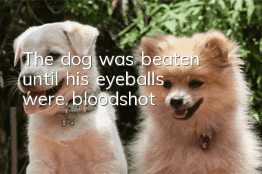 The dog was beaten until his eyeballs were bloodshot