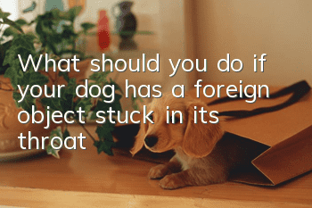 What should you do if your dog has a foreign object stuck in its throat?
