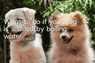 What to do if your dog is scalded by boiling water