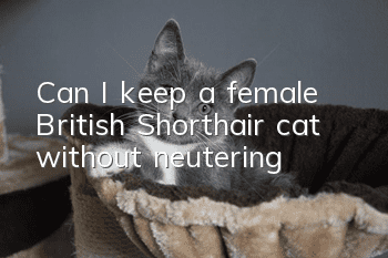 Can I keep a female British Shorthair cat without neutering?