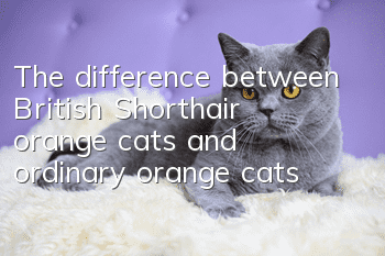 The difference between British Shorthair orange cats and ordinary orange cats