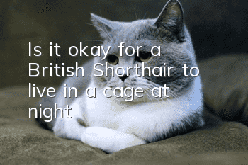 Is it okay for a British Shorthair to live in a cage at night?