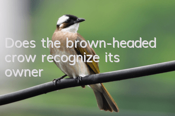 Does the brown-headed crow recognize its owner?