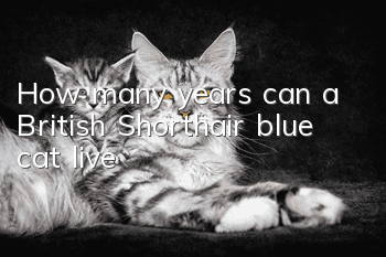 How many years can a British Shorthair blue cat live?
