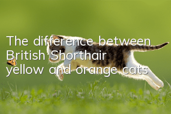 The difference between British Shorthair yellow and orange cats